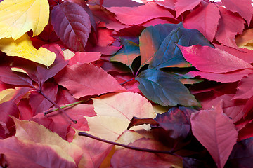 Image showing Background of multicolor autumn leaves