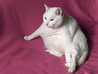 Image showing Thick White Cat on Pink Blanket