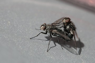 Image showing Flies mating