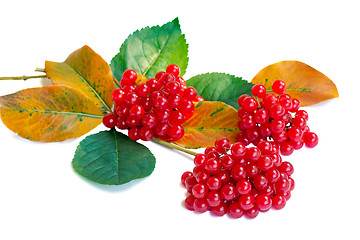 Image showing Clusters of berries of a guelder-rose and autumn leaves on a whi