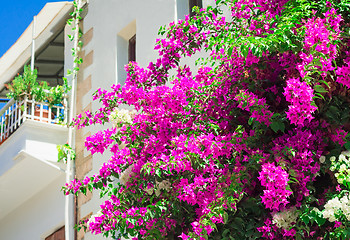 Image showing Building facade fragment with beautiful flowers on a balcony. 