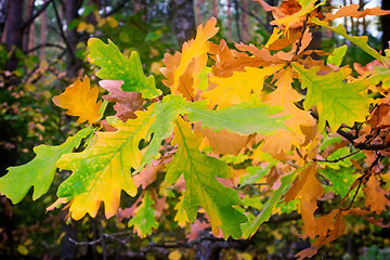 Image showing The autumn wood, oak branch with yellow leaves.