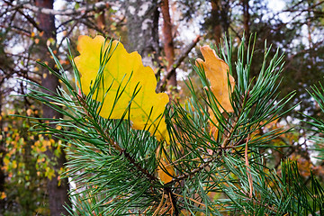 Image showing Yellow autumn leaves of an oak and branch of a pine.