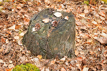 Image showing Stub from the cut tree among yellow leaves.