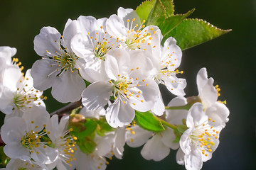 Image showing Branch of blossoming cherry with a large amount of white colors 