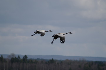 Image showing Cranes