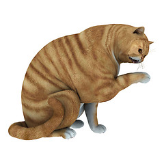 Image showing Red Tabby Cat
