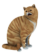 Image showing Red Tabby Cat