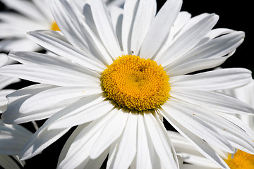 Image showing Big camomile