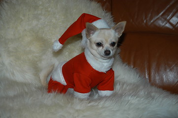 Image showing Santa Chihuahua