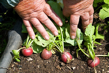 Image showing Radish