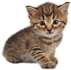 Image showing Small kitten looking at camera