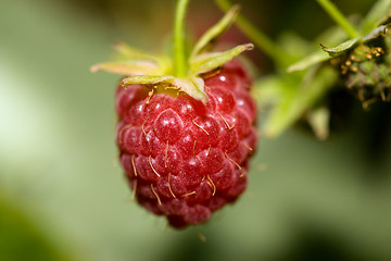 Image showing Raspberry macro