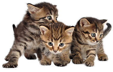 Image showing group of little kittens on white