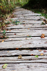 Image showing Wooden walkway leads into a wood