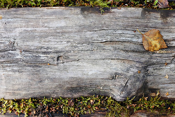 Image showing Weathered wooden plank, edged by lush moss