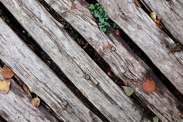 Image showing Diagonal rough timber with fall leaves