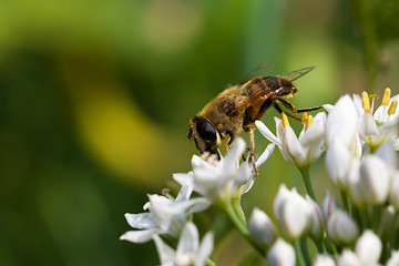 Image showing Fly