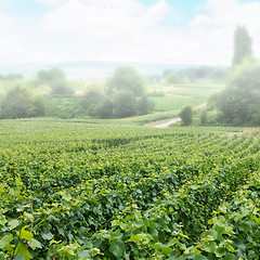 Image showing Vineyard landscape in fog, Montagne de Reims