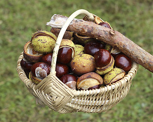 Image showing Chestnuts  in wicker basket