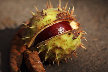 Image showing Chestnut in shell