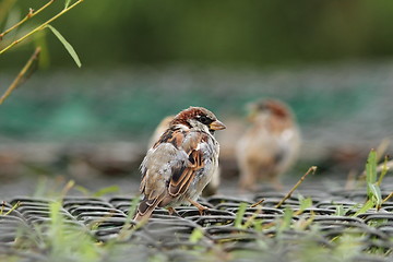 Image showing house sparrow on a cage