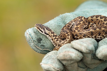 Image showing beautiful meadow viper on glove