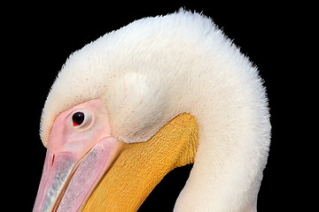 Image showing closeup of great pelican head on dark background