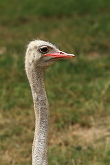 Image showing ostrich long neck