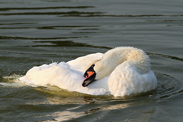 Image showing beautiful mute beautiful mute swan on water surface