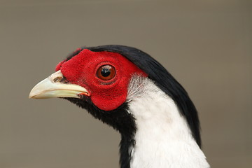 Image showing silver pheasant portrait