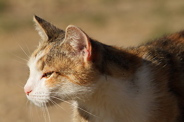 Image showing domestic cat head