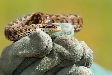 Image showing meadow viper on glove