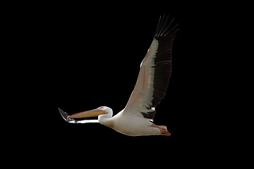 Image showing great pelican in flight over dark background