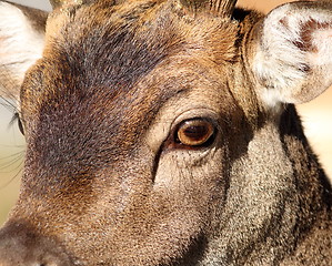 Image showing closeup of fallow deer face