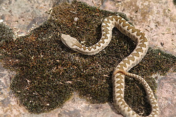 Image showing juvenile long nosed viper on stone