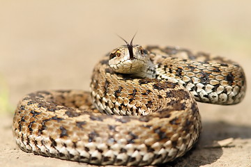 Image showing meadow viper ready to strike