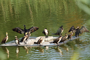 Image showing flock of great cormorants