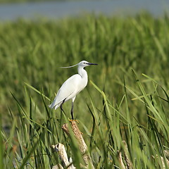 Image showing little egret on reeds