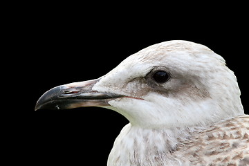 Image showing juvenile gull portrait over black