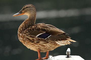 Image showing female mallard on a boat