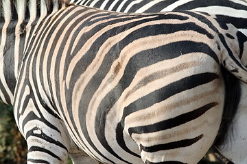 Image showing abstract view of a zebra