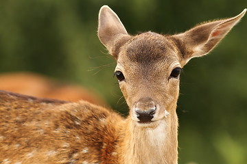 Image showing fallow deer calf looking at camera