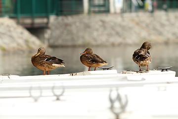 Image showing mallard ducks on a boat