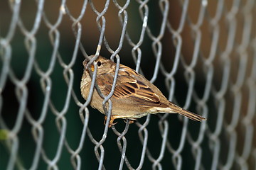 Image showing sparrow in wire fence