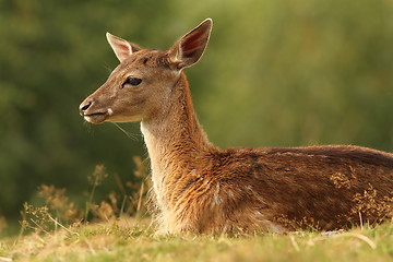 Image showing fallow deer resting on glade