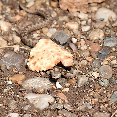 Image showing small viper under a leaf