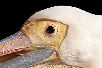 Image showing portrait of a great pelican over dark background