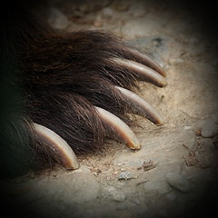 Image showing brown bear jaws