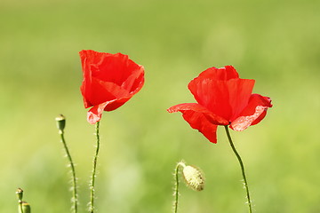 Image showing two poppy flowers